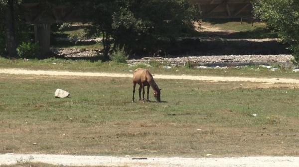 Un sat din Argeş e terorizat de urşi. Localnicii cer ca animalul să fie împuşcat după ce a omorât un cal