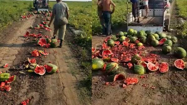 Fermierii români sunt nevoiţi să îşi arunce recoltele: Ăsta e dezastrul şi munca omului. Marfa din România se aruncă, din Grecia se bagă în hipermarketuri