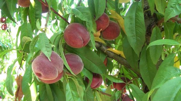 Raiul fructelor s-a mutat într-o livadă din Alba: "Avem prieteni care vin din Spania şi li se pare că sunt mai bune fructele aici în România". 