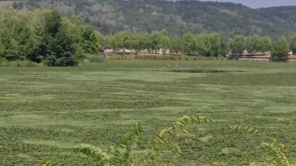 Covor verde pe râul Jiu. Ce este "ciulinul de baltă" şi de ce oamenii nu ar trebui să fie îngrijoraţi