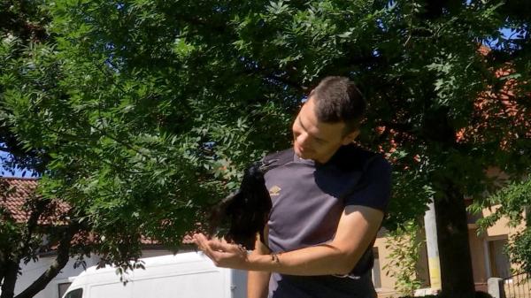 Cronco, cioara vorbitoare, a dispărut de acasă, din Târgu Jiu. Stăpânii oferă 3.000 de euro recompensă pentru găsirea ei