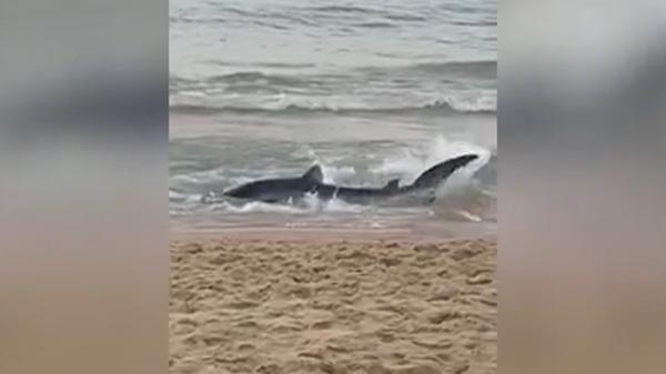 Un rechin s-a apropiat periculos de mult de o plajă din Spania