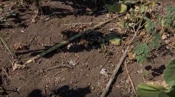 Hectare de culturi agricole din Dolj, distruse de vacile lăsate de un fermier pe terenurile localnicilor