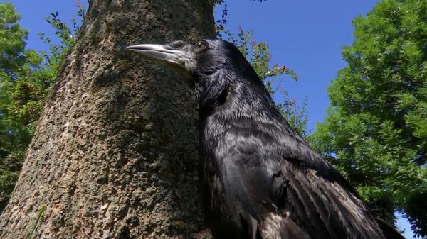 Cronco, cioara vorbitoare din Târgu-Jiu, a fost găsită după o săptămână. Bărbatul care a dat de ea nici nu vrea să audă de recompensa de 3.000 de euro