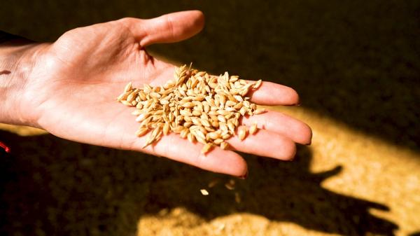 Avem record de producţie la cereale, dar fermierii români sunt disperaţi: "E strigător la cer! Exportăm dramatic şi suntem îngropaţi în datorii"