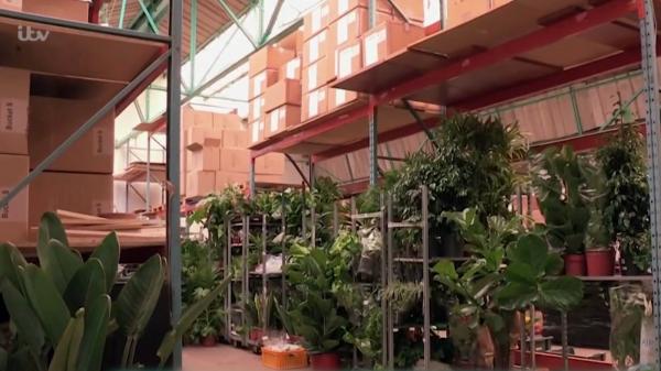 Hotel special pentru îngrijirea plantelor, ideea inedită a unui britanic. Cererea este uriaşă: "Peste 100 de oameni au rezervat în avans"