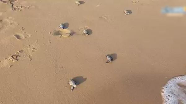 Spectacolul naturii pe o plajă din Italia: zeci de pui de ţestoasă au făcut primii paşi în viaţă