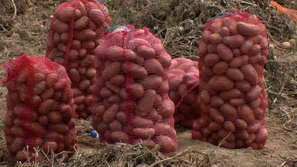 Guvernul vrea ca fermierii să se mute cu produsele din piață, pe Facebook. Producătorii nu privesc proiectul cu ochi buni