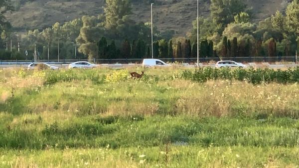 O căprioară, captivă de aproape 2 săptămâni pe un teren mărginit de DN 1. Animalul nu are unde să se ducă fără a risca să fie lovit de mașini