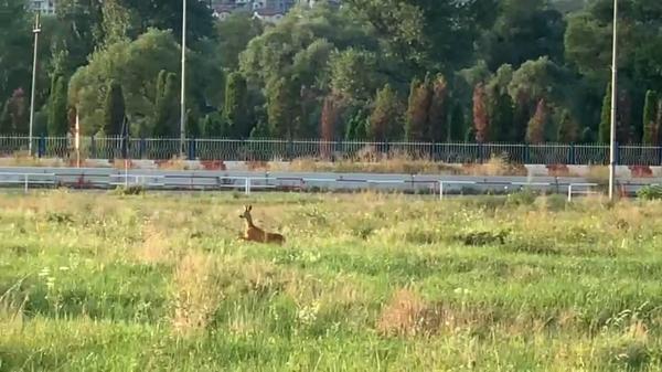 Responsabilitatea salvării căprioarei, captivă de două săptămâni pe un teren din Cluj-Napoca, este pasată între instituţii