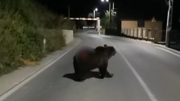 Ultimele clipe din viața unui urs lovit de tren, la Ilva Mare. Rănit grav, animalul se târăște până într-o curte, unde își dă ultima suflare