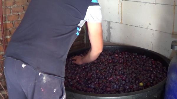 Preţul prunelor va fi mai mare în pieţe. Loviţi de îngheţ şi apoi secetă, agricultorii preferă să facă ţuică şi gem din fructele adunate