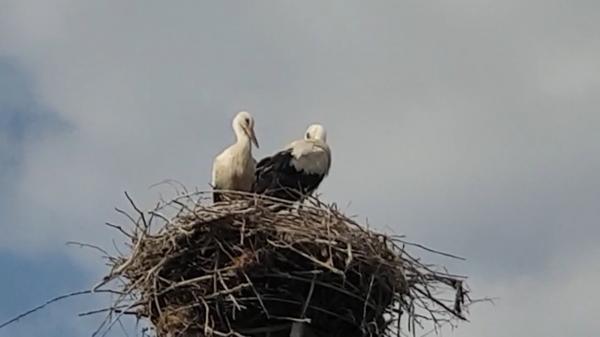 Pompierii chemaţi să salveze doi pui de barză care păreau abandonaţi au ajuns la faţa locului odată cu mama puilor, în Arad