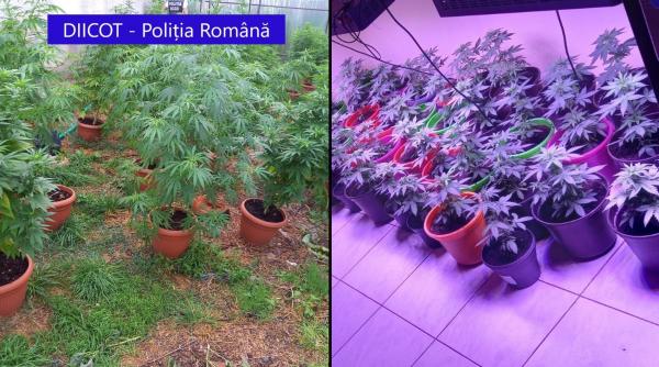 Peste 200 de plante de cannabis, ridicate de procurorii DIICOT după percheziții de amploare în Prahova, Mehedinți și Timiș