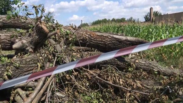 Un nuc de 150 de ani, perfect sănătos, a fost tăiat pe furiş pentru a face loc unui trotuar. "Patru generaţii am copilărit la umbra lui"