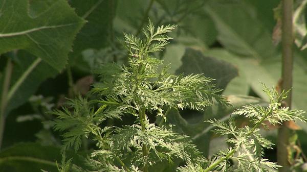 Strănut, ochi iritați, nas înfundat: Scenariul clasic pentru cei alergici la ambrozie. ''Sunt practic sedat de antihistaminice.''