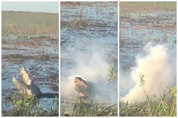 Păţania unui aligator lacom, care a mâncat o dronă înhăţată din zbor. În câteva clipe, reptila a dispărut într-un nor de fum gros