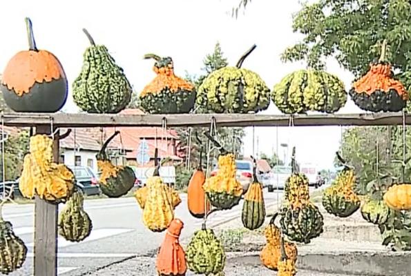 Tărtăcuţa de decor, pata de culoare din gospodăriile oamenilor. Prețul unui bostan mic pornește de la 4 lei