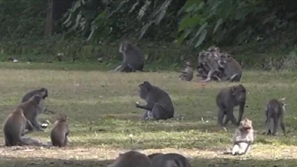 Criză pe insula Bali: Localnicii se tem că maimuţele macac ar putea să devină agresive şi să le fure din case