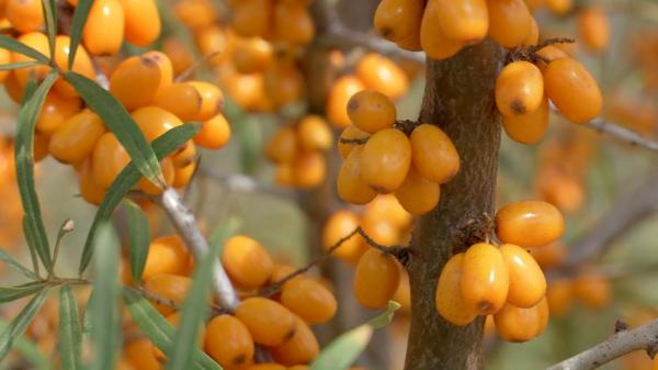 Cătina românească, la mare căutare printre străini: "Tatăl meu a fost bolnav de cancer, nu i-au mai dat nici măcar 3 luni. Trăieşte şi azi, este sănătos tun"