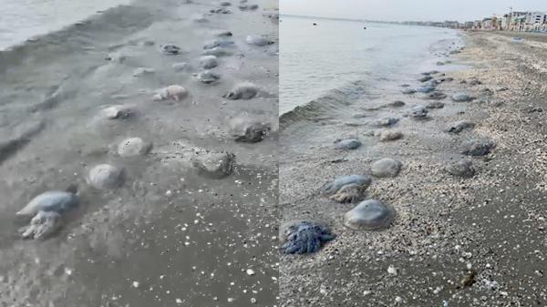 Plaja din Mamaia Nord a fost invadată de meduze: Sunt moarte de câteva zile, nimeni nu ia măsuri