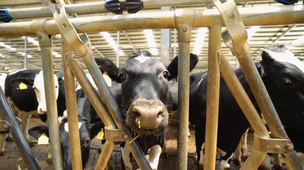 Laptele românesc, pe cale de dispariţie. Preşedinte asociaţie de producători: "Dacă nu învăţăm să lucrăm împreună, peste 10 ani o să ne plângem vai ce săraci suntem"