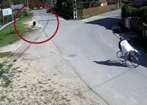 Ce faci când te întâlneşti cu ursul pe stradă? Îi dai prioritate şi mergi mai departe: păţania unui biciclist din Dâmboviţa