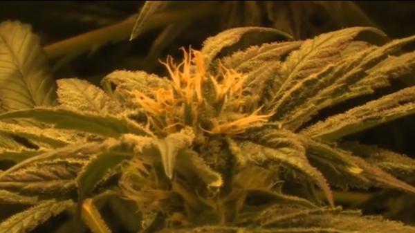 Premieră în Uniunea Europeană: În Italia va fi organizat un referendum pentru legalizarea cannabisului