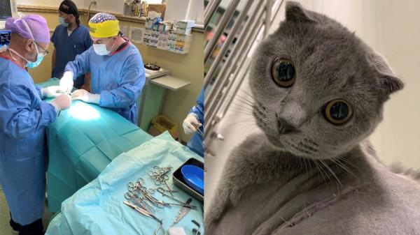 Premieră în medicina veterinară din România, la Cluj. O pisică suferindă de o malformaţie rară a primit o nouă şansă la viaţă