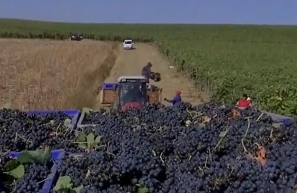 Calitate şi nu cantitate: Chiar dacă nu au scăpat neafectaţi de capriciile vremii, viticultorii români sunt mulţumiţi de producţia de anul acesta