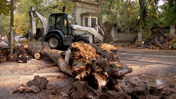 Un copac bătrân s-a prăbuşit din senin în centrul Capitalei. Circulaţia în zonă, blocată zeci de minute
