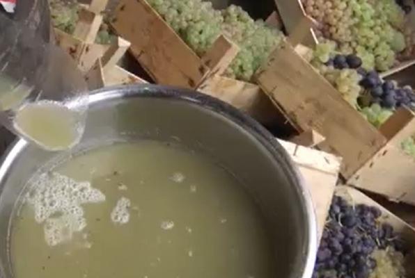 Sezonul mustului îi îndeamnă pe vizitatorii din Bucovina să-şi aducă aportul la zdrobitul strugurilor