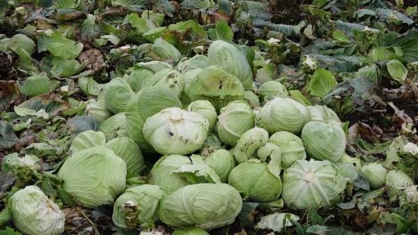 Festivalul verzei de la Frumoasa a ajuns la a 14-a ediție. Conform obiceiului, recolta trebuie strânsă într-o singură zi