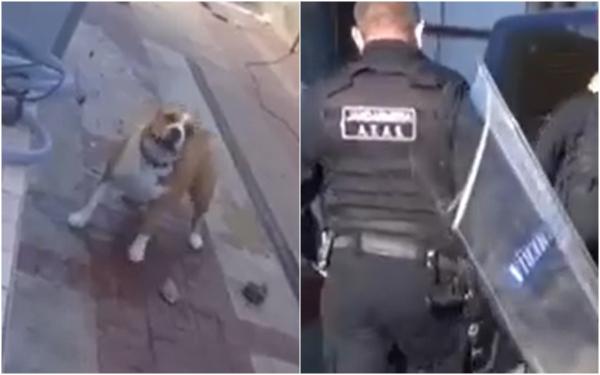 Doi bunici au fost atacați de propriul câine. Jandarmii au intervenit cu scuturi și spray-uri lacrimogene