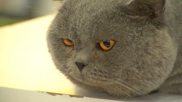 Pisici maidaneze vândute pe internet ca feline de rasă. Înșelăciunea a fost descoperită chiar de femeia care le dăduse spre adopție