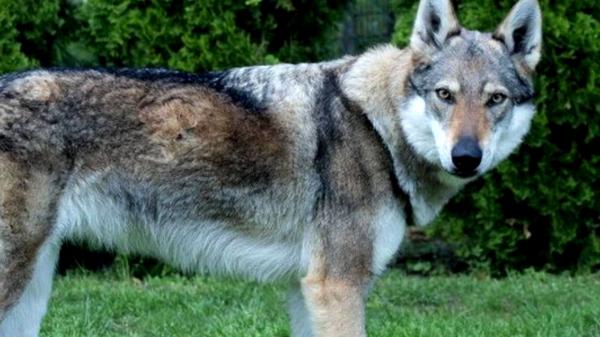 "Lupul" care a semănat panică în Târgu Mureș era, de fapt, un ciobănesc cehoslovac complet inofensiv. S-a dat și mesaj RO-ALERT