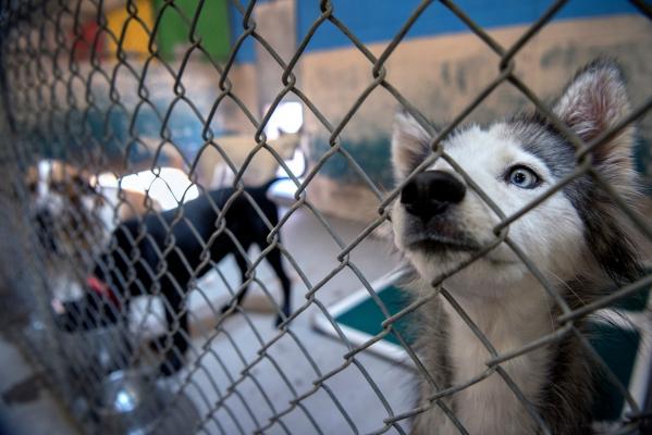 Rata abandonului de animale e tot mai mare. Proprietarii unui adăpost spun că au rămas fără locuri libere