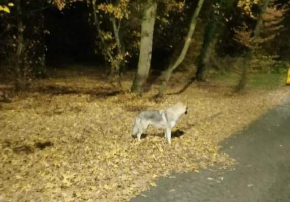 Mesaj RO-Alert după ce un "lup" fioros ar fi fost văzut platoul Corneşti. Bestia nu era decât un câine rătăcit de stăpân