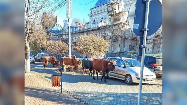 Centrul din Vatra Dornei, loc de plimbare pentru mai multe vaci. Un taur a ajuns chiar pe treptele Poliției, zilele trecute