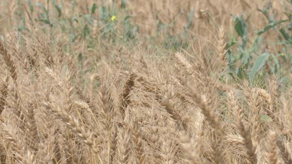 Explozia preţurilor se simte şi la raftul cu covrigi. Produsele de panificaţie, ameninţate de scumpiri importante