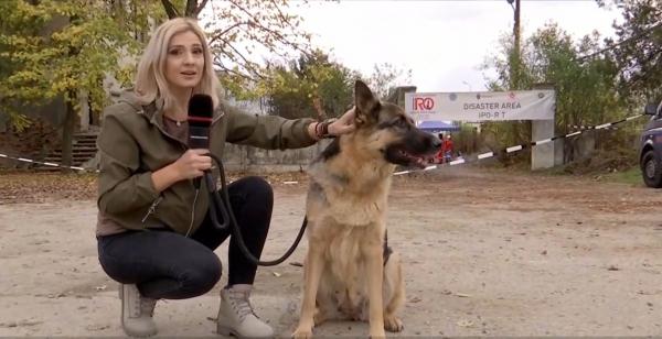 Cei mai buni câini de salvare din lume se întrec la Craiova pentru titlul mondial