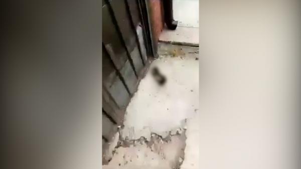 Imagini de o cruzime revoltătoare. Un băiat de 14 ani lovește violent și repetat o pisică cu piciorul. ”Mă joc fotbal cu el”. VIDEO