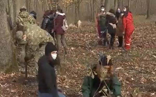 Sute de stejari au fost plantaţi în Parcul Natural Comana. Copacii pot fi adoptaţi contra unei donaţii