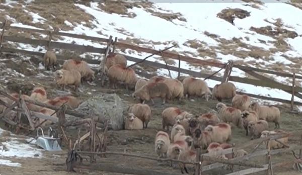 Bâlea Lac a devenit platou de filmare pentru filmul "The legend of Ochi". Localnic: Sunt folosite oile noastre autohtone