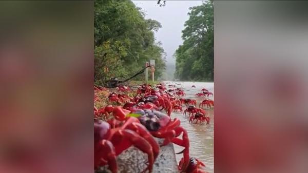 Insula Crăciunului a fost invadată de peste 50 de milioane de crabi. Localnicii au construit poduri speciale pentru crustacee