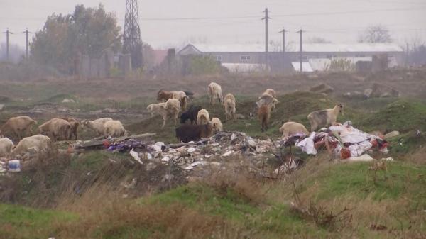 Când gunoiul ni se întoarce în farfurie. Crescătorii de animale au ajuns să îşi pască vitele printre munţi de resturi menajere