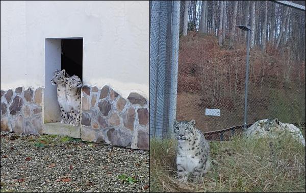 Doi leoparzi ai zăpezilor, o nouă atracţie turistică la Grădina Zoologică din Braşov