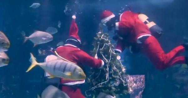 Doi scafandri îmbrăcaţi în Moş Crăciun au instalat bradul într-un acvariu din Budapesta