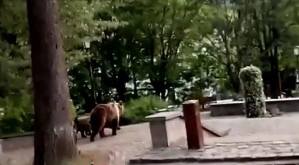 Mărturiile turiștilor alergați de urs la Peleș. Primarul spune că știa de prezența animalului, ministrul Mediului îl critică