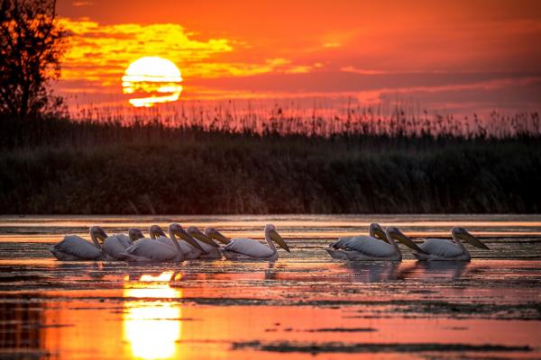 Ne vom pierde Delta Dunării. România nu a făcut mai nimic pentru a opri procesul natural, ba chiar l-a accelerat